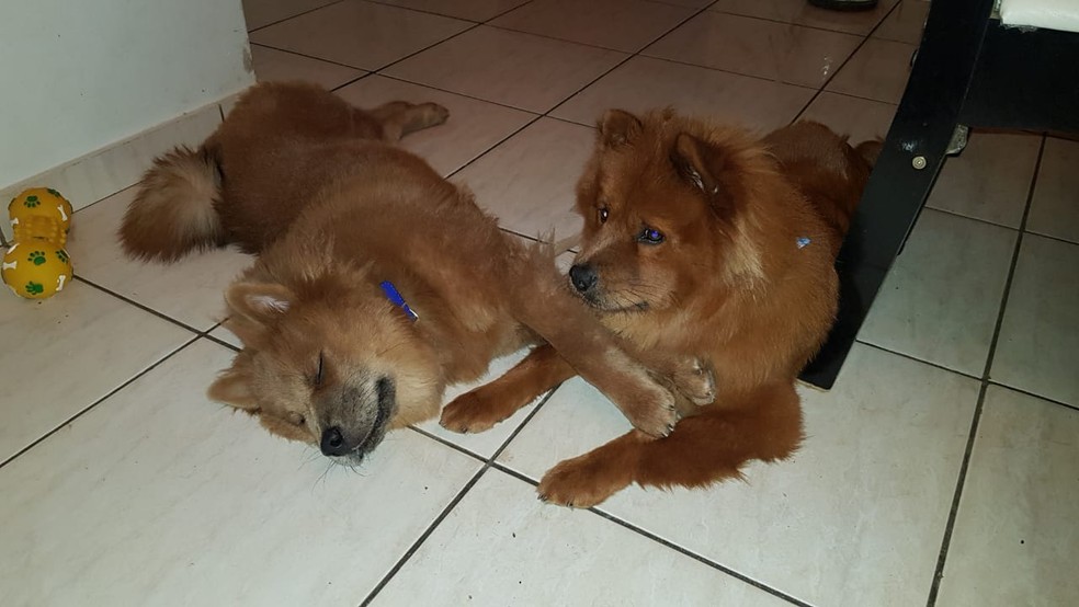 Cachorros podem ajudar no combate à ansiedade durante a quarentena